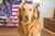 Custom Dog Portraits: Complete Guide